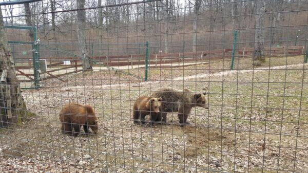 From Brasov: Libearty Bear Sanctuary Guided Tour - Frequently Asked Questions