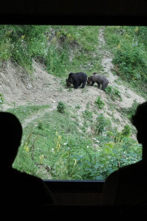 From Brasov: Piatra Craiului Hiking and Bear Watching Tour - Itinerary Highlights