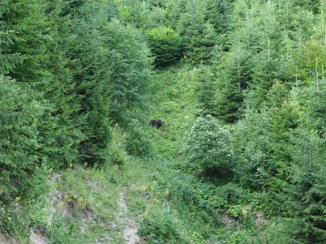 From Brasov: Piatra Craiului Hiking and Bear Watching Tour - Wildlife Experience
