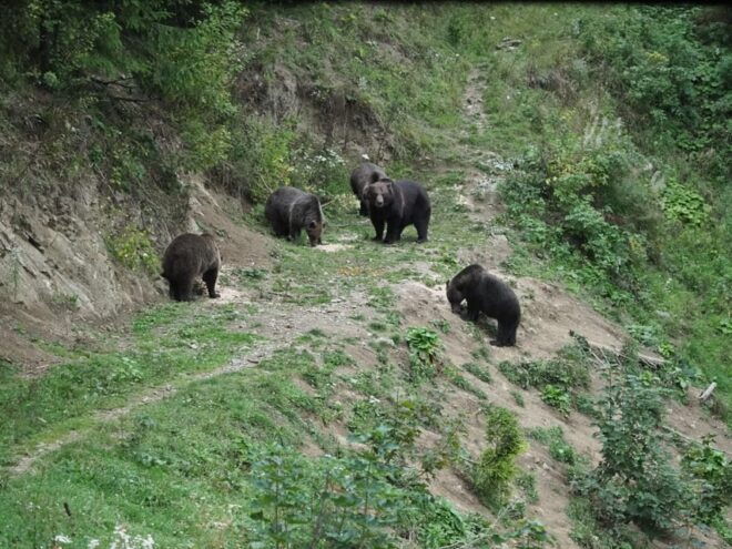 From Brasov: Piatra Craiului Hiking and Bear Watching Tour - Important Considerations