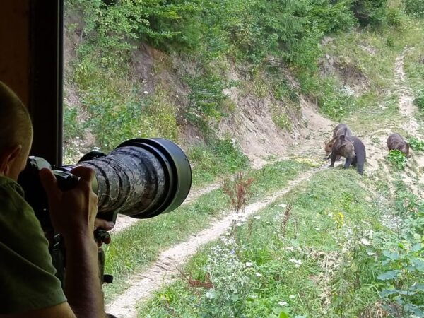 From Brasov: Piatra Craiului Hiking and Bear Watching Tour - The Sum Up