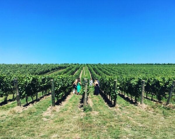 From Brighton: Sussex Wine Tour on a Vintage Bus With Lunch - Common Questions