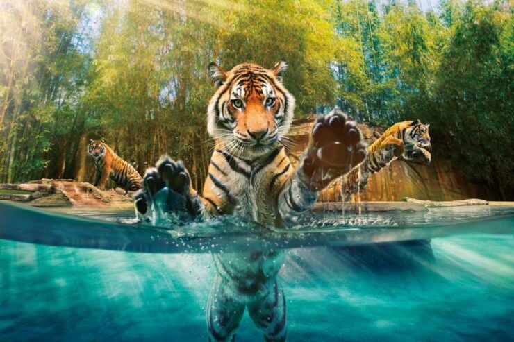 From Brisbane: Australia Zoo Ticket and Roundtrip Transfer - Ticket Details