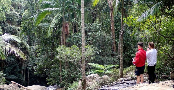 From Brisbane: Maiala Rainforest Private Tour - Activity Details