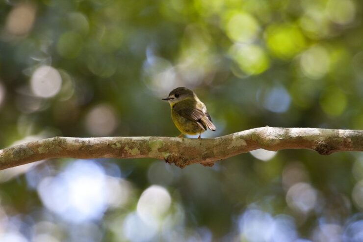 From Brisbane: Maiala Rainforest Private Tour - Experience Highlights