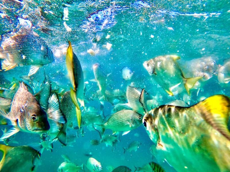 From Brisbane: Moreton Island Full-Day Trip - The Experience for Different Travelers