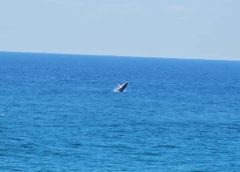 From Brisbane: North Stradbroke Island Wildlife Adventure - FAQ