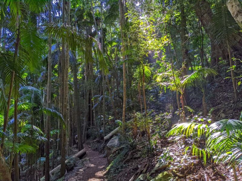 From Brisbane: Tamborine Mountain and Paradise Point Tour - Discovering the Gold Coast Hinterland
