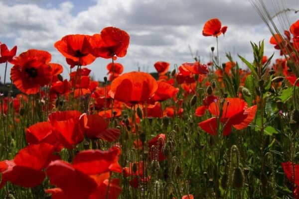 From Bruges: Flanders Fields Remembrance Full-Day Trip - The Sum Up