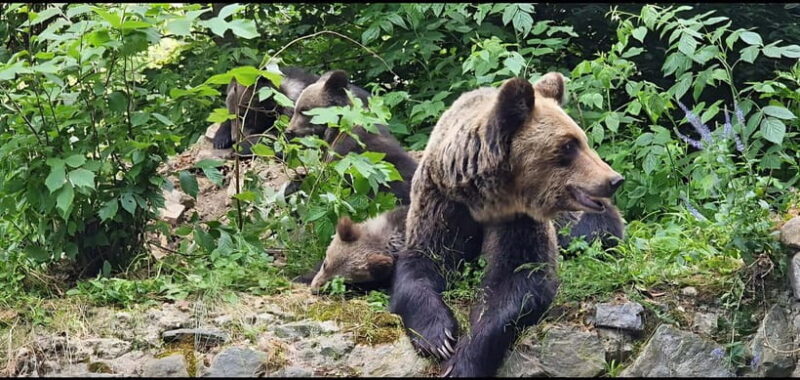 From Bucharest: Bears Sanctuary&Rasnov Fortress Private tour - Transportation and Timing