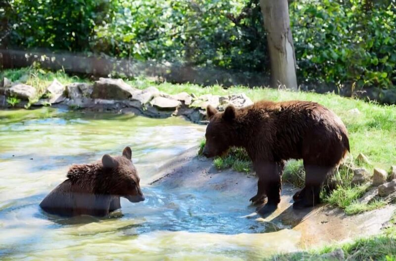 From Bucharest: Bears Sanctuary&Rasnov Fortress Private tour - Who Is This Tour Best For?