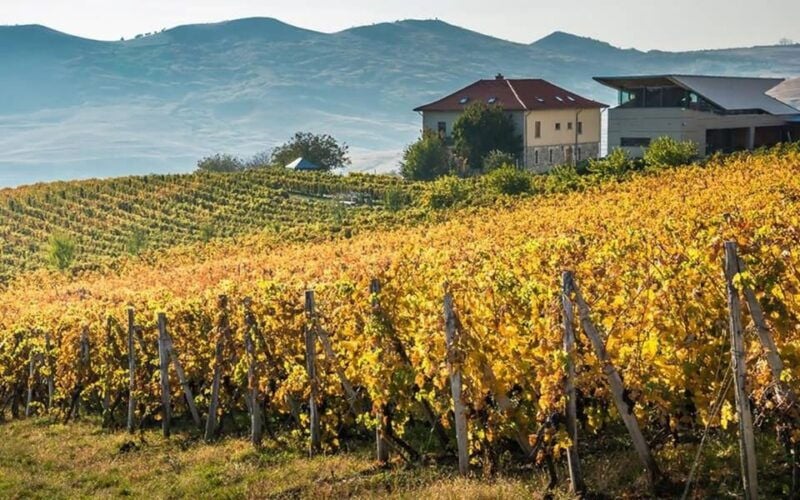 From Bucharest: Exclusive Dealu Mare Wine Tasting Tour - From Bucharest: Exclusive Dealu Mare Wine Tasting Tour