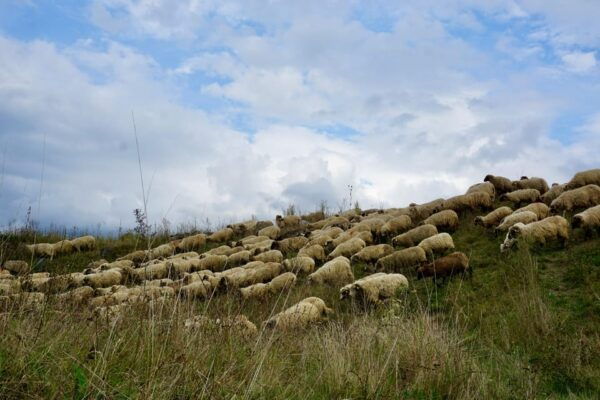 From Bucharest: Transylvanias Treasures In a 3-Day Tour - Frequently Asked Questions