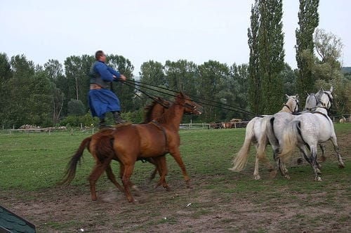 From Budapest: Puszta Horse Show and Countryside Visit - Exploring Hungary’s Puszta: What’s Included and What to Expect