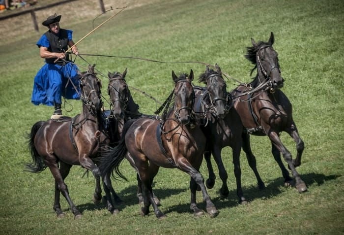 From Budapest: Puszta Horse Show and Countryside Visit - The Experience in Detail: Why This Tour Stands Out