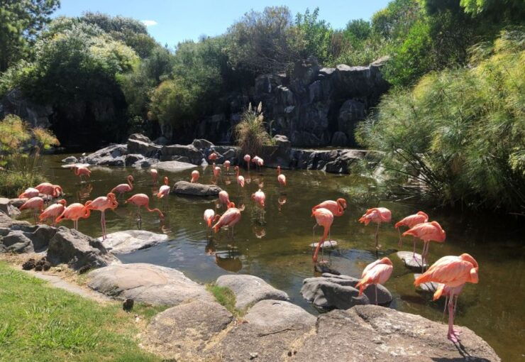 From Buenos Aires: Temaiken Zoo Tour With Ticket Included - Tour Duration and Cancellation Policy
