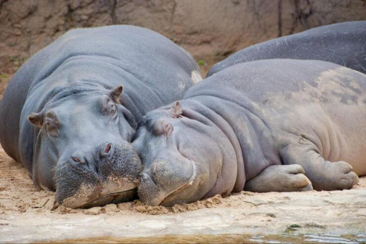 From Buenos Aires: Temaiken Zoo Tour With Ticket Included - Live Tour Guide and Skip-the-Line