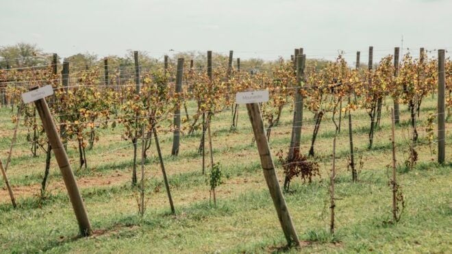 From Buenos Aires: Vineyard Tour With Wine Tasting and Lunch - Tour Requirements