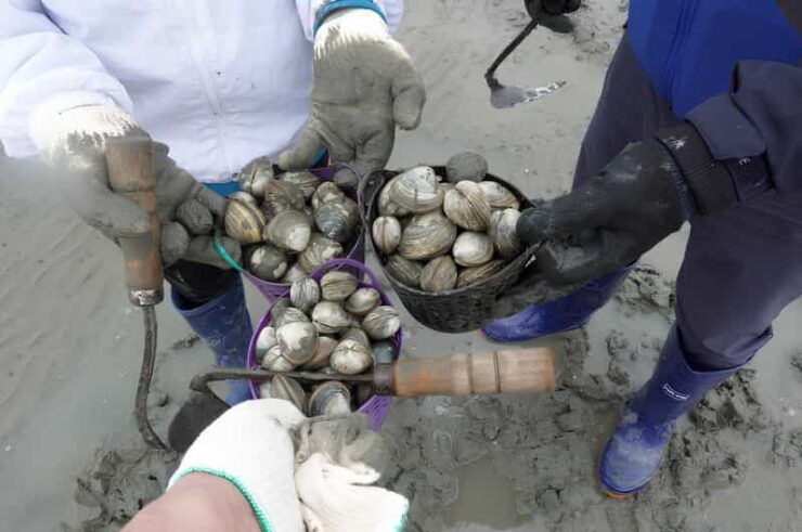 From Busan: Geoje Mudflat Experience and Korean Gourmet Food - Key Points