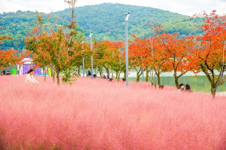 From Busan: Gyeongju Autumn Foliage One Day Tour - Itinerary Details