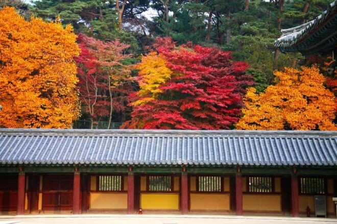 From Busan: Gyeongju Autumn Foliage One Day Tour - Highlights of Gyeongju
