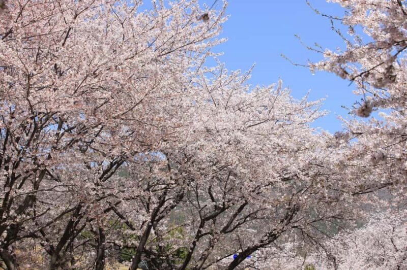 From Busan: Jinhae Cherry Blossom Festival Guided Day Trip - Good To Know
