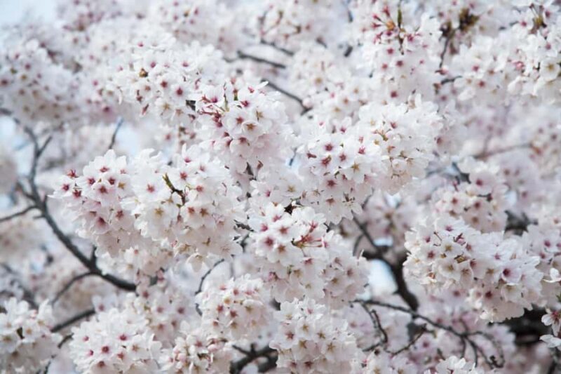 From Busan: Jinhae Cherry Blossom Festival Guided Day Trip - Practical Tips for Travelers