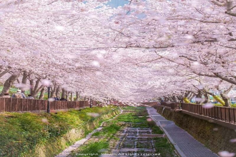 From Busan: Jinhae Cherry Blossom Festival Guided Day Trip - Good To Know