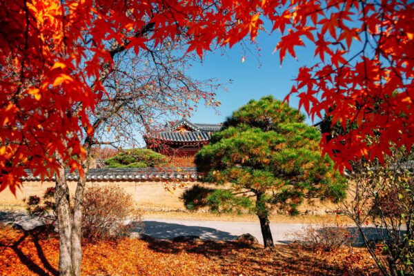 From Busan to Andong: A Cultural Journey Through Time - Booking Information