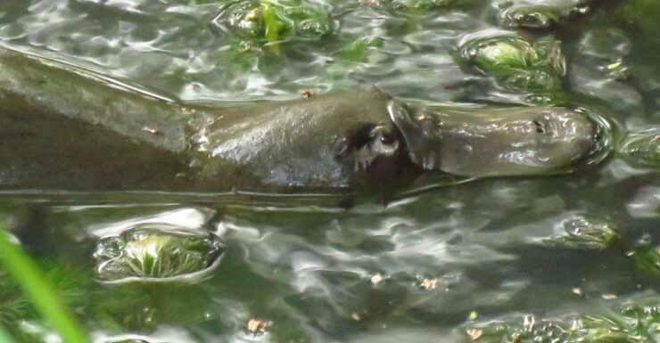 From Byron Bay: Platypus Spotting Walk - Experience Highlights