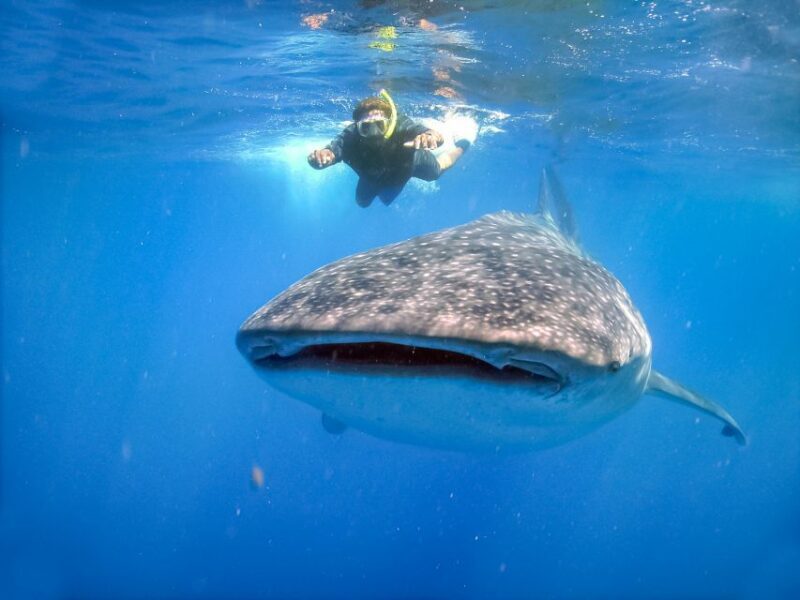 From Cabo: Snorkel with Whale Sharks in La Paz - Authentic Experiences from Other Travelers