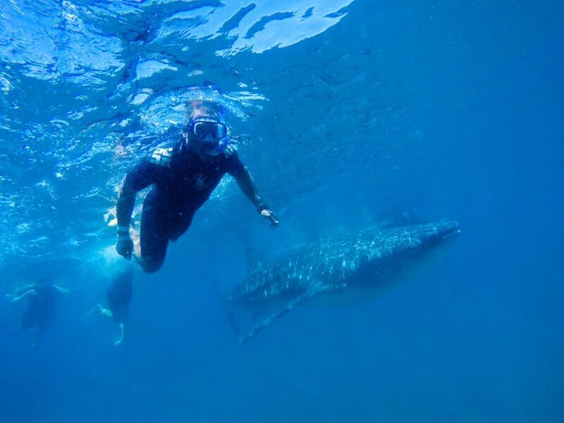 From Cabo: Snorkel with Whale Sharks in La Paz - FAQ