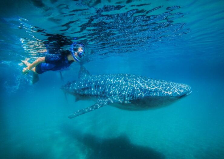From Cabo: Snorkel With Whale Sharks in La Paz - Tour Overview