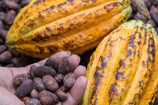 From Cacao to Chocolate: Private Tour in Manta - Tour Details