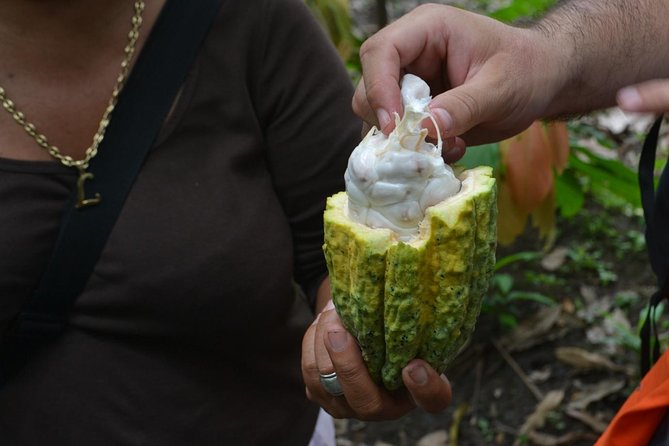 From Cacao to Chocolate: Private Tour in Manta - Cancellation Policy