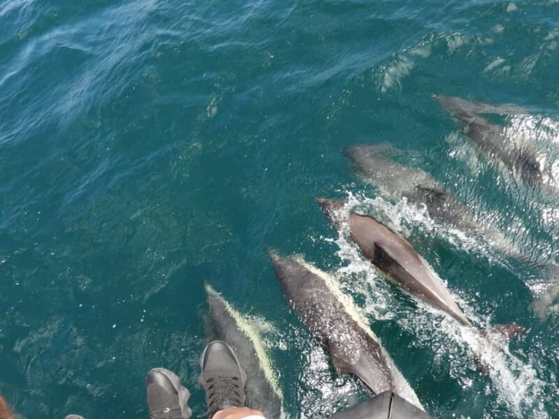 From Cádiz Bay: Tarifa Dolphin Watching Tour - From Cádiz Bay: Tarifa Dolphin Watching Tour