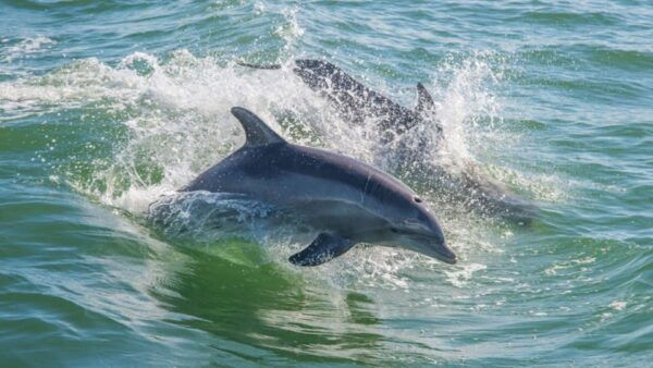 From Cagliari: Sunset Dolphin Watching Tour - Frequently Asked Questions