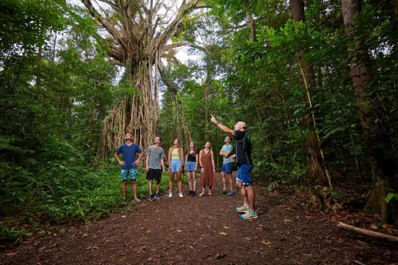 From Cairns: Barefoot Tablelands Waterfall & Rainforest Tour - An In-Depth Look at the Itinerary and Experience
