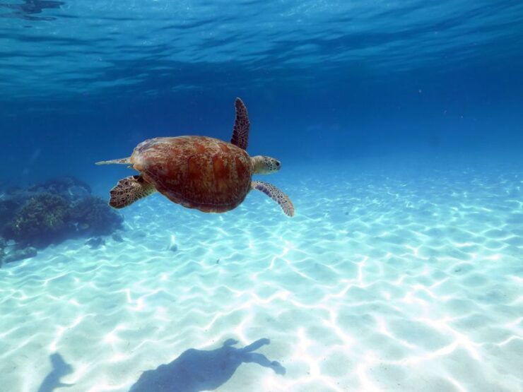From Cairns: Cruise to Michaelmas Cay With Water Activities - Activity Details