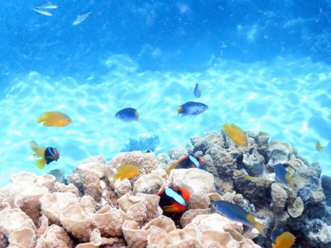 From Cairns: Cruise to Michaelmas Cay With Water Activities - Full Description of the Cruise