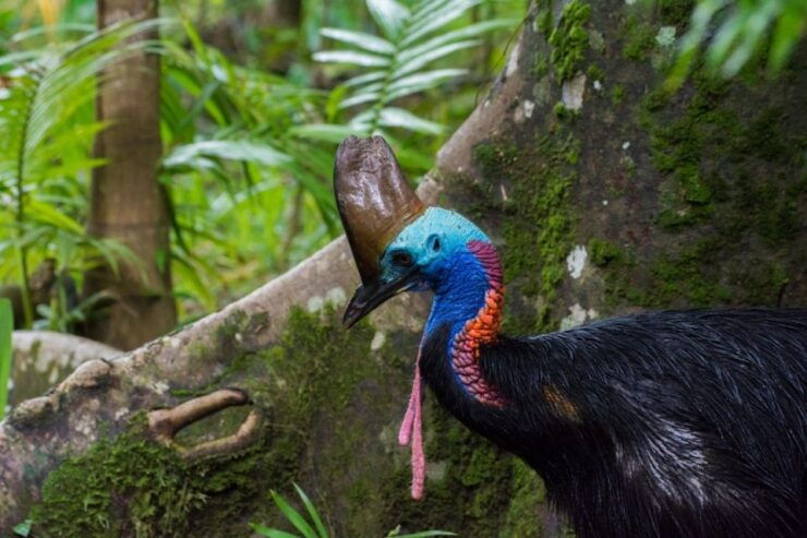 From Cairns: Daintree National Park Day Trip and Night Tour - Experience Highlights