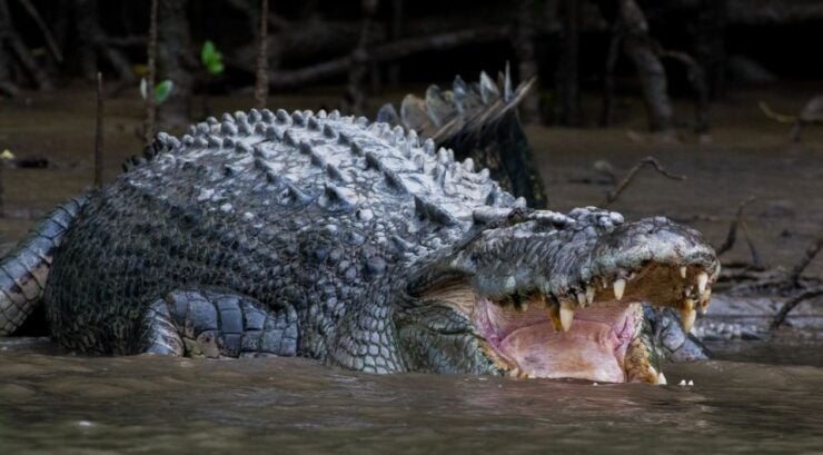 From Cairns: Daintree National Park Private Tour - Tour Duration and Cancellation Policy