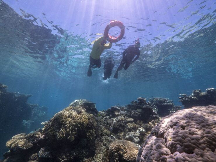 From Cairns: Great Barrier Reef Cruise by Premium Catamaran - Activity Details