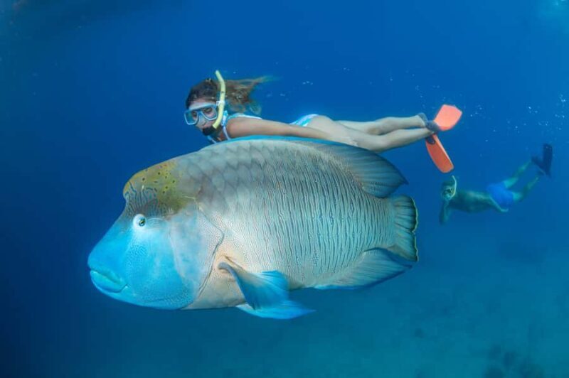 From Cairns: Great Barrier Reef Pontoon Experience - Practical Details and Tips