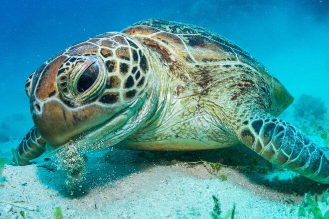 From Cairns: Great Barrier Reef Snorkeling Tour With Lunch - Reserve Now & Pay Later