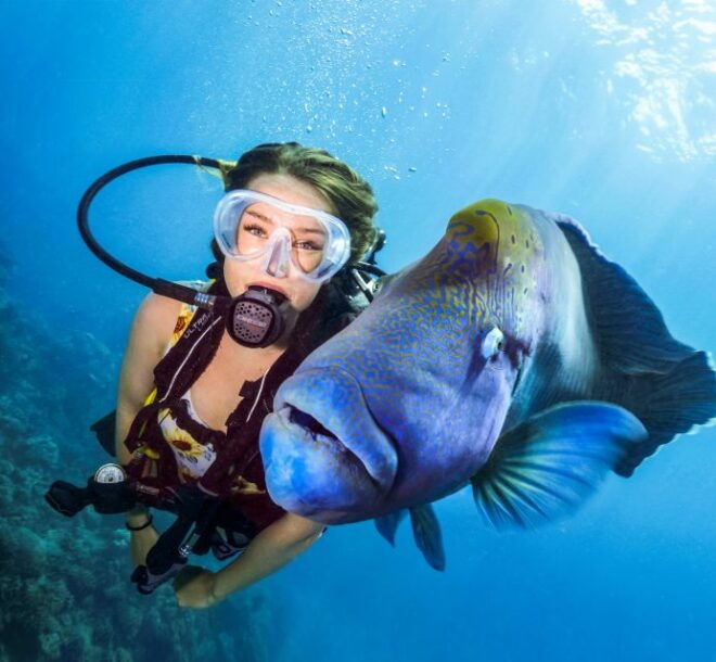 From Cairns: Great Barrier Reef Snorkeling Tour With Lunch - Customer Reviews