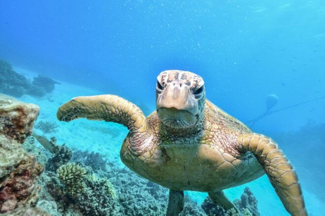 From Cairns: Green Island Half-Day Morning Cruise - Inclusions and Extras