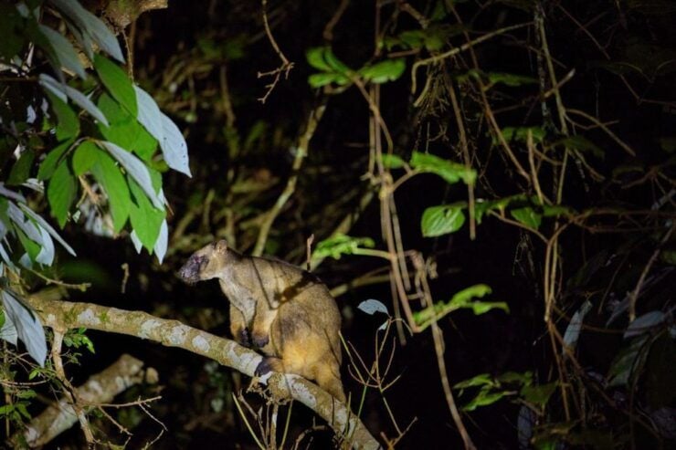 From Cairns: Rainforest & Nocturnal Wildlife Tour - Activity Details