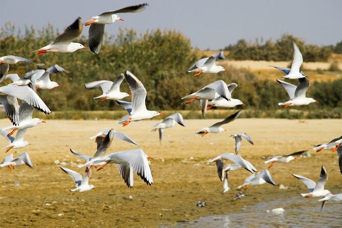 From Cairo - EL-Fayoum Full Day Tour Bird Watching - Additional Info