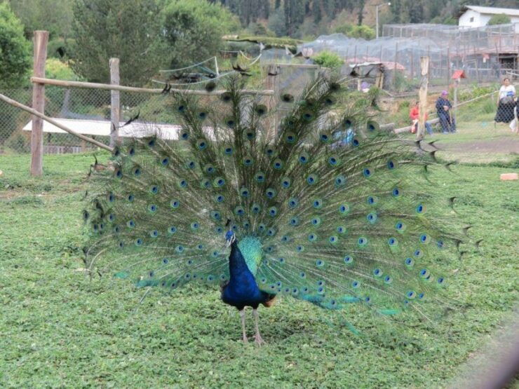 From Cajamarca: Porcon Farm - Activity Details